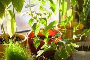 Potted green plants on window- Auto and Home Window Replacement