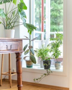 several potted plants by the window